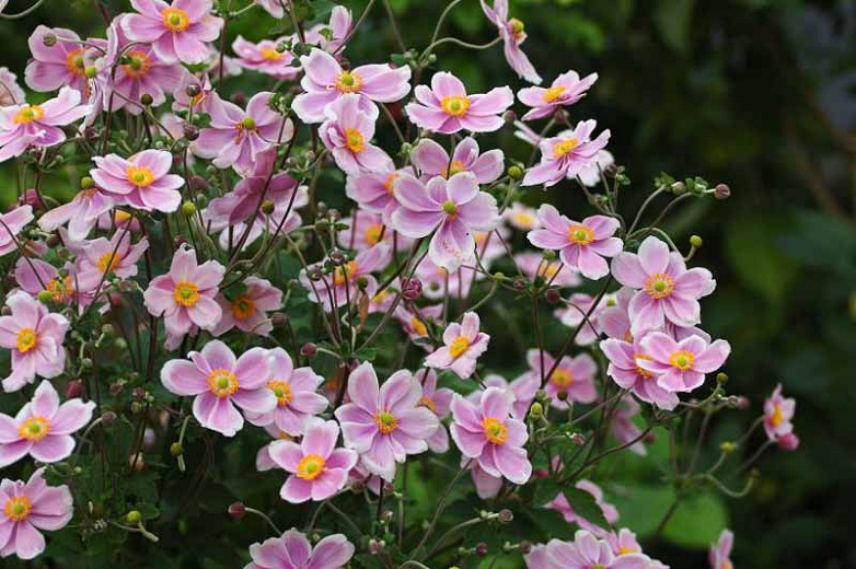 Anemone tomentosa 'Robustissima'